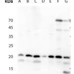Histone H3 (AcK64) polyclonal antibody