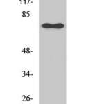 NFκB-p65 (phospho Ser529) Polyclonal Antibody