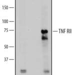 Mouse TNF RII/TNFRSF1B Antibody