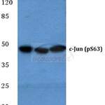 c-Jun (phospho-S63) polyclonal antibody