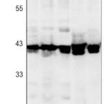 ERK1/2 Rabbit monoclonal antibody