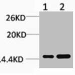 Mono-Methyl-Histone H3 (Lys27) Antibody