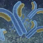 Histone H3  Monoclonal Antibody