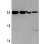 Kir5.1 (phospho-S416) polyclonal antibody 