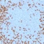 CD3e Antibody [clone C3e/1931] (V3683)