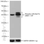 Phospho-JUN (Ser73) Polyclonal antibody