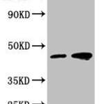 TSG101 Monoclonal Antibody