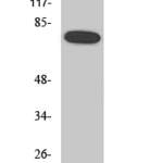 NFκB-p65 (phospho Ser468) Polyclonal Antibody