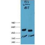 TP53 Antibody (OASG05586)