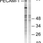 PECAM1 Antibody (OAAF00819)