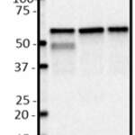 HRP anti-Beclin-1 Antibody