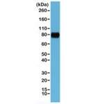 Recombinant CD44 Antibody / Extracellular domain [clone RM264] (R20281)