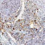 Human/Mouse TNF-alpha  Antibody