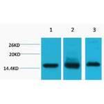 HIST1H3A Antibody (OASG03502)
