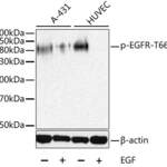 EGFR (phospho-T669) polyclonal antibody