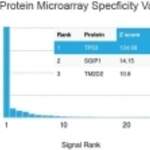 p53 Antibody / TP53 [clone PCRP-TP53-2A10] (V8502)
