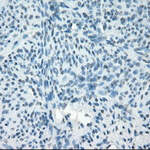 PDE10A Monoclonal Antibody (OTI1B2), TrueMAB™