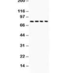 Tau Antibody / MAPT (R30554)