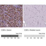Polyclonal Anti-CD8A Antibody