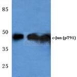 c-Jun (phospho-T91) polyclonal antibody