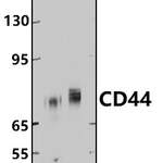 CD44 polyclonal antibody