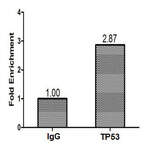 TP53 Antibody