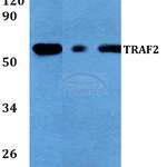 TRAF2 (S11) polyclonal antibody