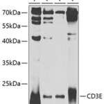 CD3E Antibody #32416