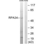 CD3e Molecule Associated Protein (CD3EAP) Antibody