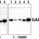 GAPDH (1A6) monoclonal antibody-HRP