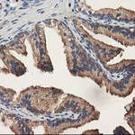 ALDH1A3 Monoclonal Antibody (OTI4E8), TrueMAB™