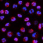 Alexa Fluor® 594 anti-human CD11a Antibody