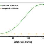 JUN Capture Antibody (OAOA21540)