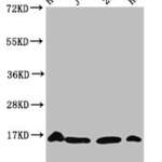 Crotonyl-HIST1H3A (K56) Antibody