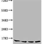 HIST1H3A (Ab-11) Antibody
