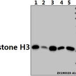 Histone H3 (Acetyl-K9) polyclonal antibody