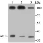 JAB1 polyclonal antibody
