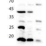 Histone H3 polyclonal antibody