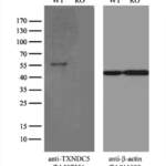 TXNDC5 Monoclonal Antibody (OTI1E2), TrueMAB™