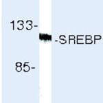 SREBP1 Monoclonal Antibody (2A4)