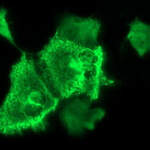 NEFM Monoclonal Antibody (OTI2C4), TrueMAB™