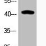 Acetyl-JUN (K271) Antibody