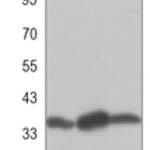 PP1 alpha monoclonal antibody