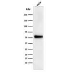 p53 Antibody / TP53 [clone DO-1] (V8132)