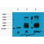 HIST1H3A Antibody (Di-Methyl-Lys27) (OASG03464)