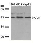 JUN (Ab-239) Antibody