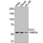 Chk1 Recombinant Rabbit Monoclonal Antibody [ST57-09] (ET1609-71)