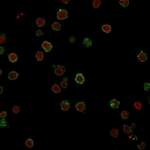 CD3e Antibody [clone CRIS-7] (V2955)