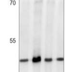 GSK3 beta (Phospho-S9) Rabbit monoclonal antibody