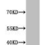 Mono-Methyl-Histone H3 (K80) Antibody